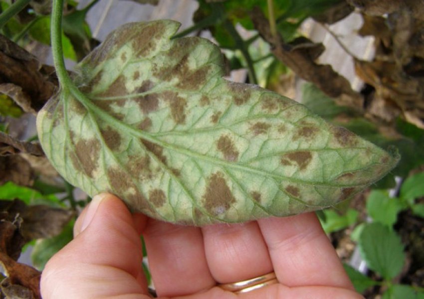 Бура плямистість