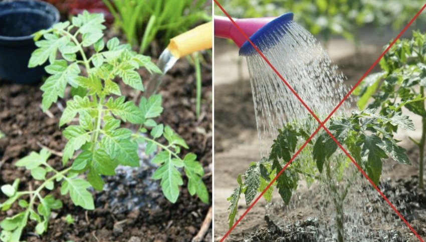 Полив томатів Полив томатів