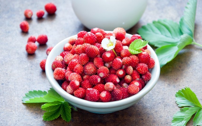 Выращивание земляники в закрытом грунте