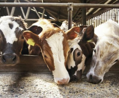 Як годувати корову після отелення в домашніх умовах