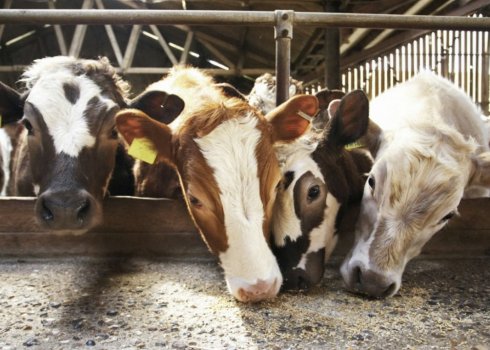 Як годувати корову після отелення в домашніх умовах