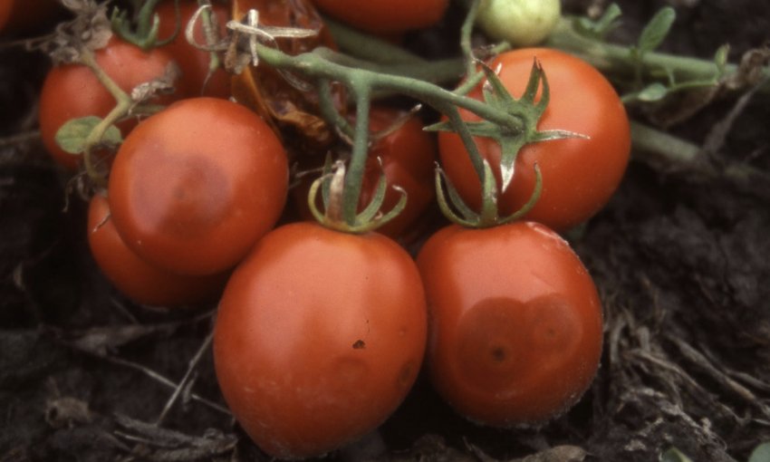 Антракноз Антракноз