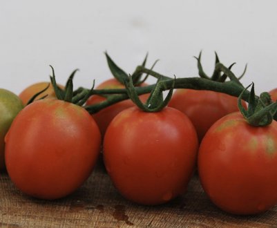 Томат «Сливка»: опис та врожайність сорту, особливості вирощування та догляду