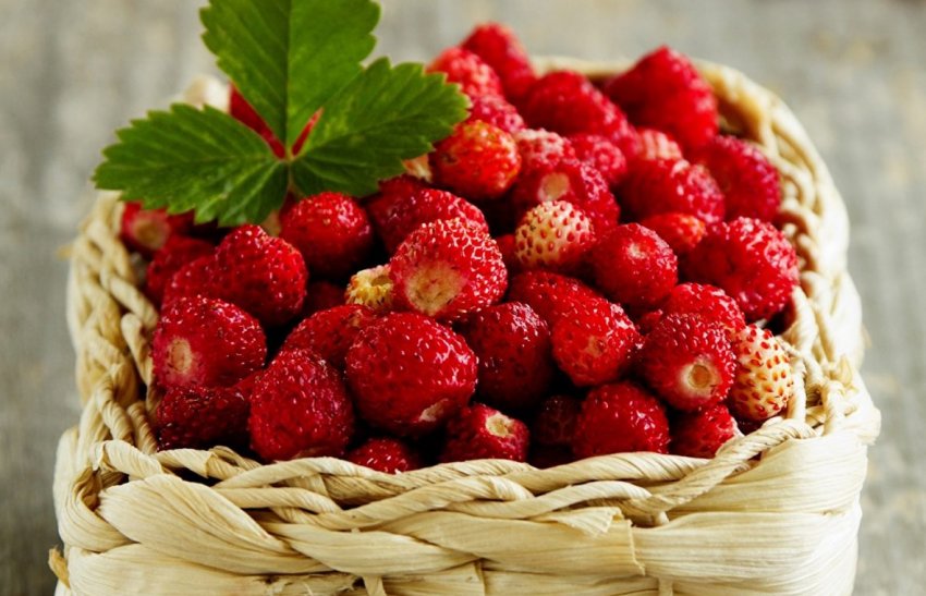 Выращивание земляники в закрытом грунте