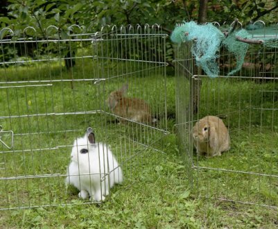 Як зробити вольєр для кроликів своїми руками
