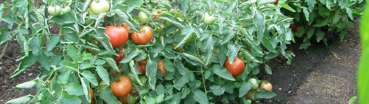 Томат «Диво землі»: опис та врожайність сорту, особливості вирощування та догляду