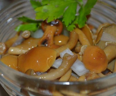 Як приготувати опеньки на зиму, маринівка та засолювання