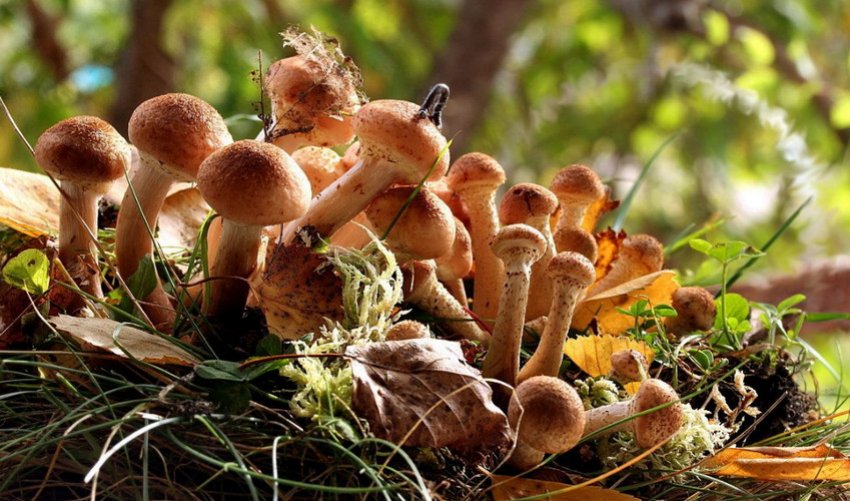 Гриби опеньки Гриби опеньки