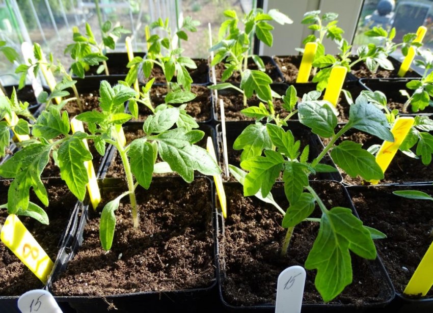 Загартовування розсади Загартовування розсади