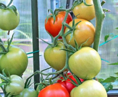 Чому обпадають помідори в теплиці і що при цьому робити
