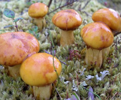 Види їстівних і неїстівних маслюків