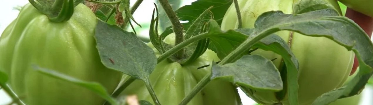 Як правильно обробляти помідори «Фитоспорином»