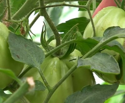 Як правильно обробляти помідори «Фитоспорином»