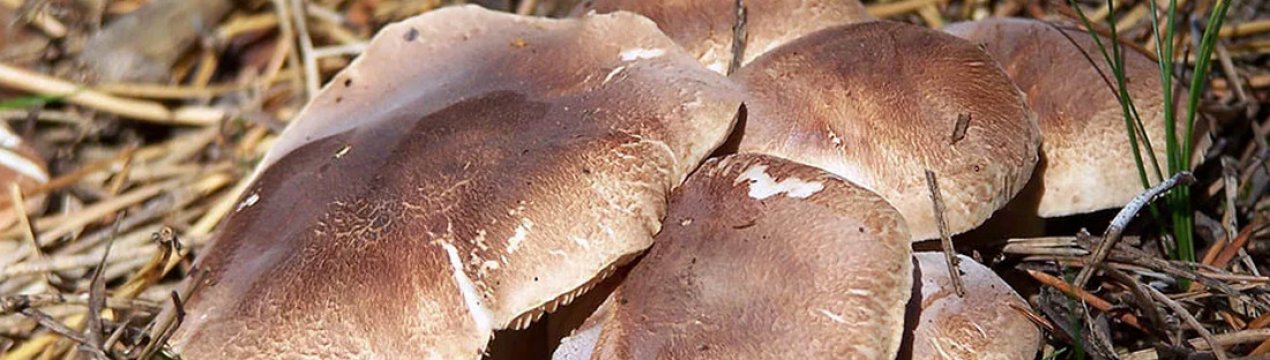 Опис і особливості застосування гриба рядовка коричнева