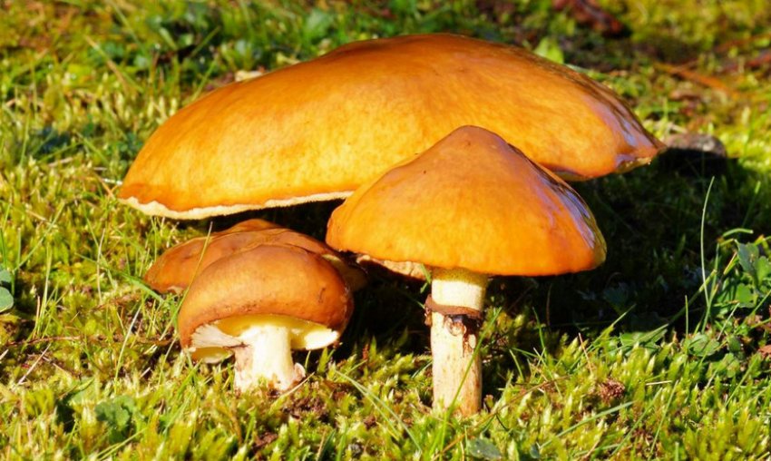 Маслюк Маслюк