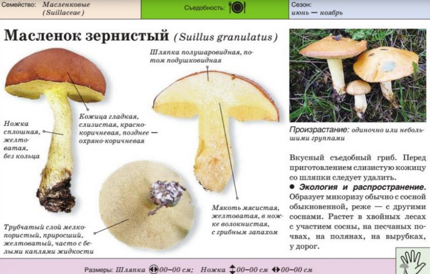 Маслюк зернистий Маслюк зернистий