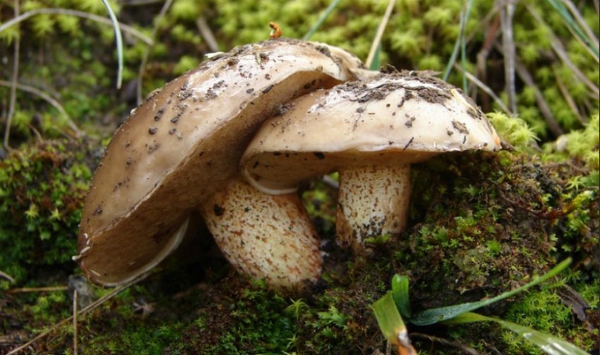 Маслюк Белліні Маслюк Белліні