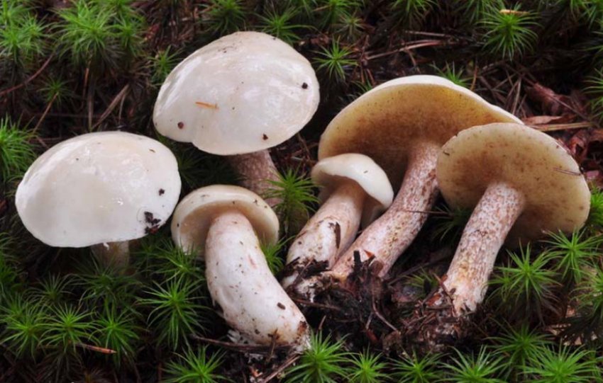 Маслюк білий Маслюк білий