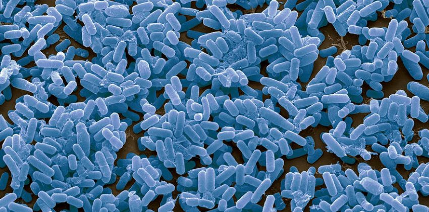 Сінна паличка Bacillus subtilis