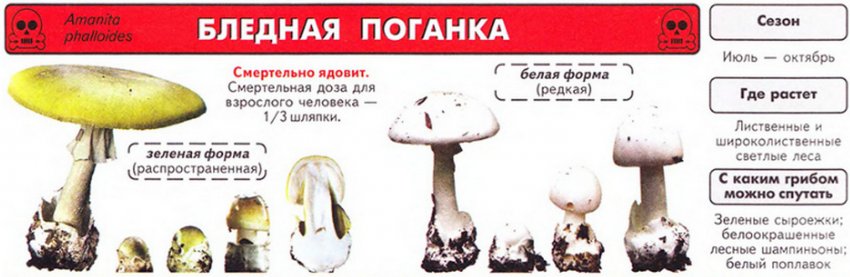 Бліда поганка Бліда поганка