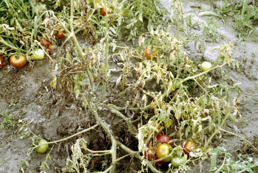 Фузаріоз Фузаріоз