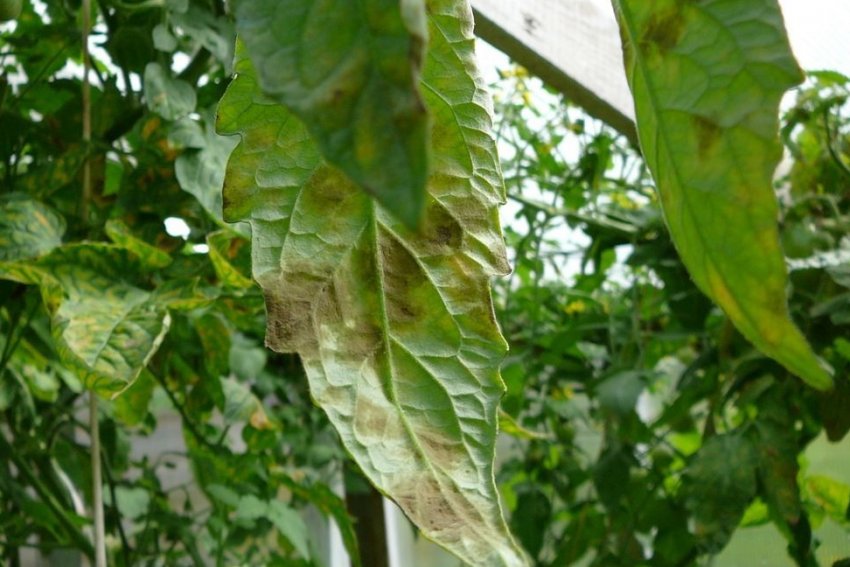 Кладоспориоз Кладоспориоз