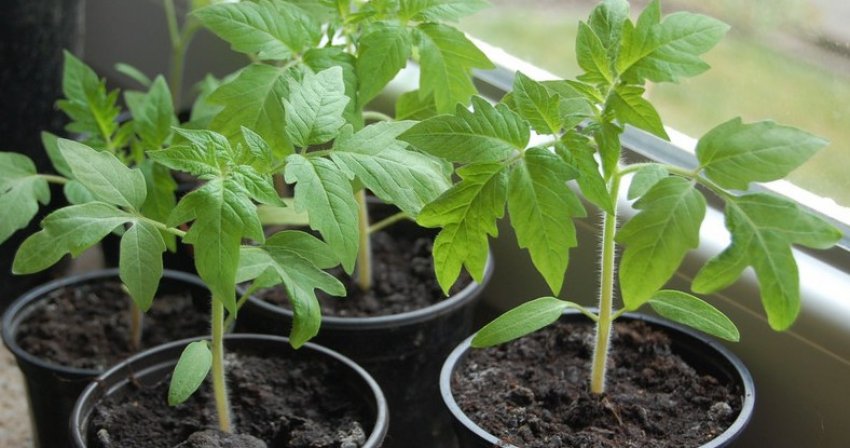 Розсада томатів
