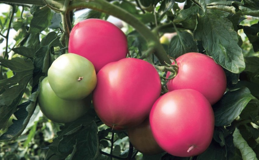 Томати «Малинове диво» Томати «Малинове диво»