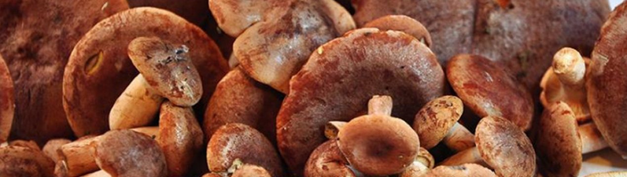 Приготування солоних грибів гіркушок