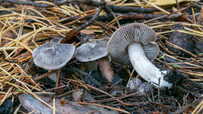 Рядовка землистая