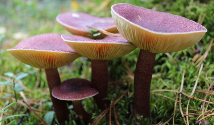 Рядовка жовто-червона