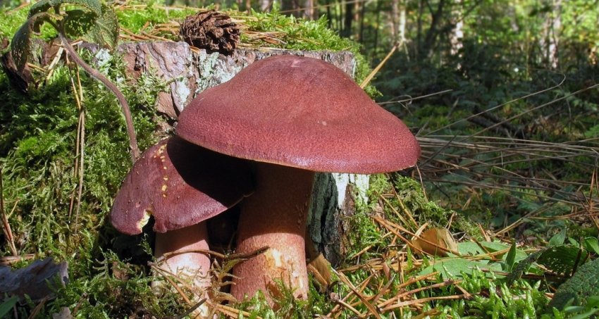 Рядовка червонувата