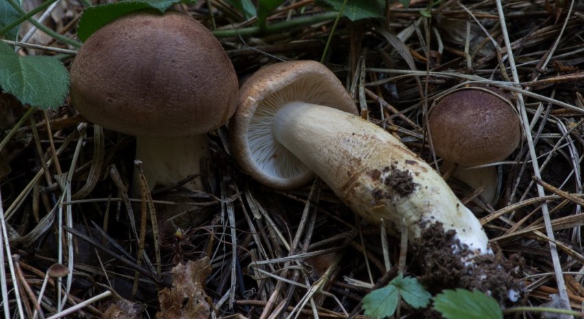 Рядовка сластушка