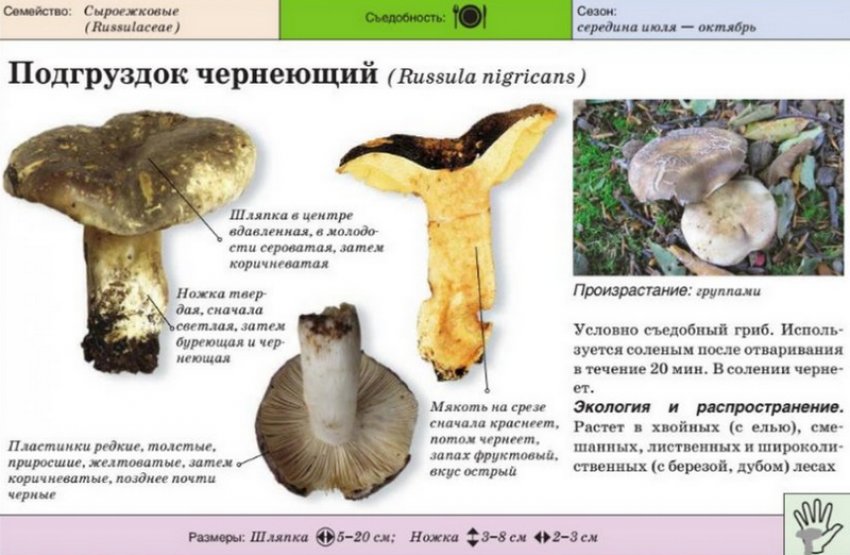 Подгруздок чорніючий Подгруздок чорніючий