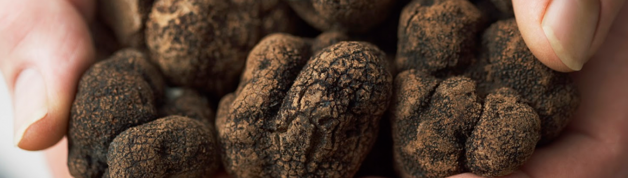 Що таке трюфелі і як їх шукати