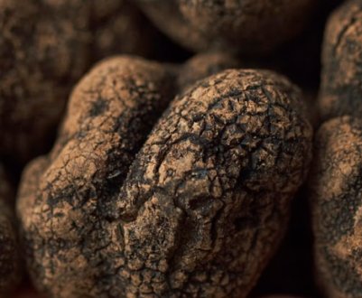 Що таке трюфелі і як їх шукати