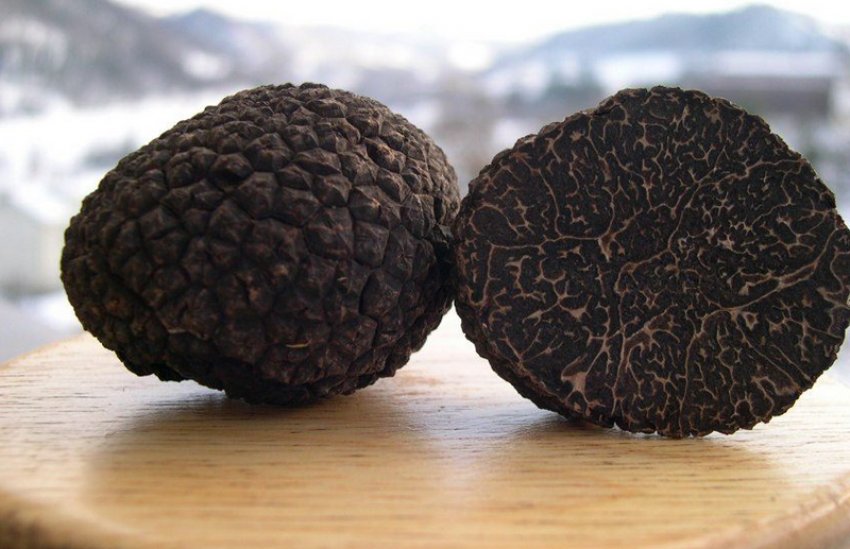 Азіатський трюфель Азіатський трюфель