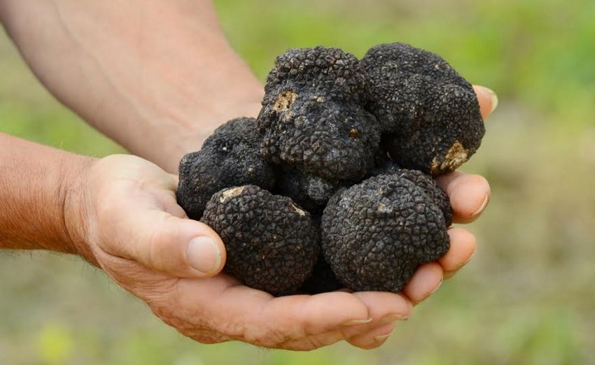 Чорний трюфель літній Чорний трюфель літній