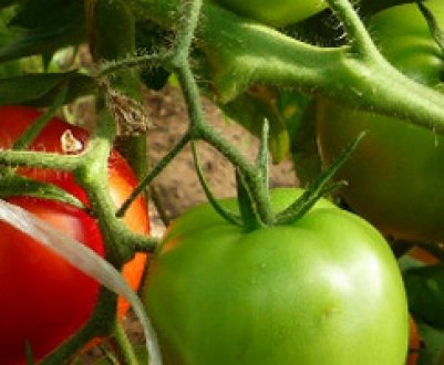 Чому тріскаються помідори при дозріванні в теплиці: що робити і як з цим боротися