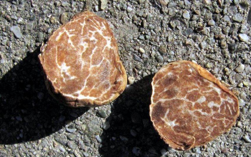 Білий орегонський трюфель Білий орегонський трюфель