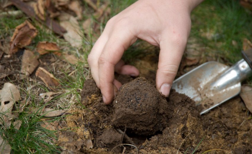 Трюфель Трюфель