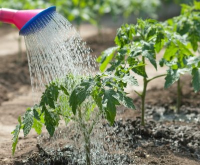 Як правильно і для чого поливати помідори марганцівкою