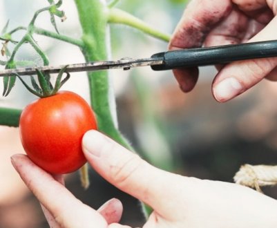 Як і що зробити, щоб помідори швидше червоніли будинку