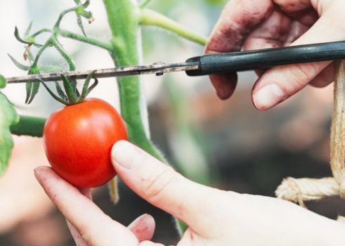 Як і що зробити, щоб помідори швидше червоніли будинку