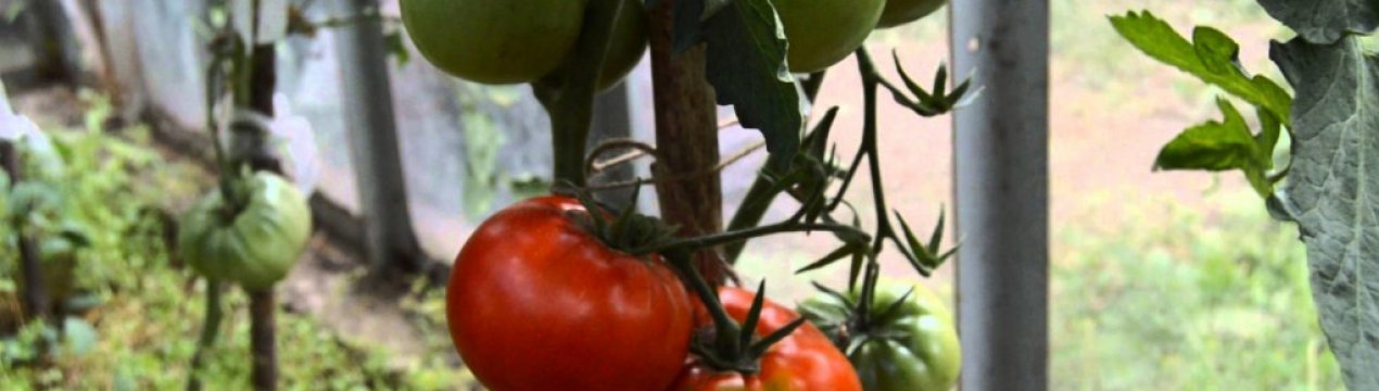 Помідори «Кумир»: опис, агротехніка вирощування