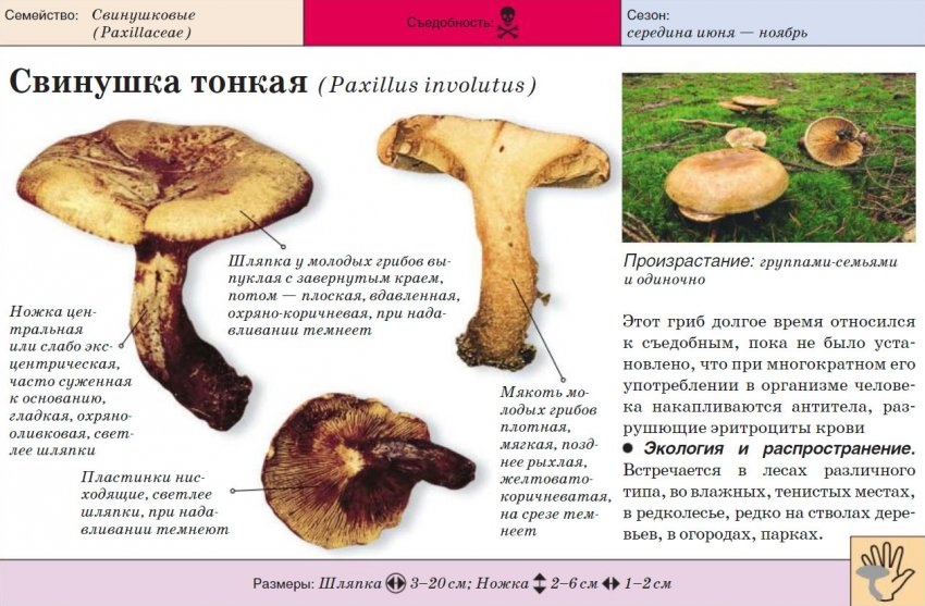 Свинушка тонка