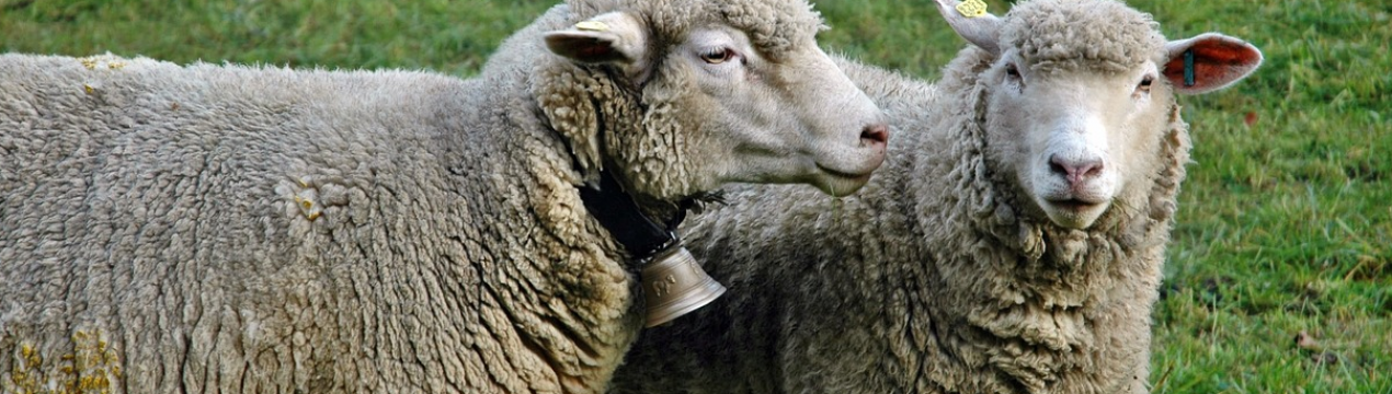 Жителі Херсонської області скаржаться на овцеферму посеред села