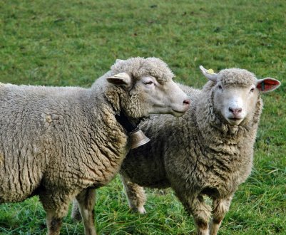 Жителі Херсонської області скаржаться на овцеферму посеред села