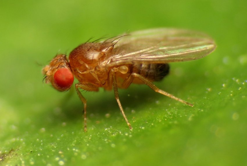 Госпродпотребслужба України попереджає про можливу появу дрозофіли Сузукі Госпродпотребслужба України попереджає про можливу появу дрозофіли Сузукі