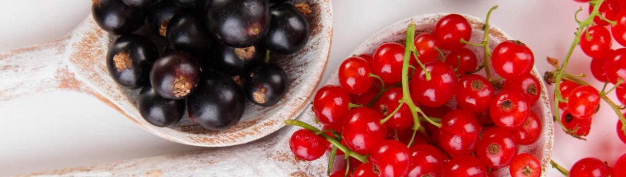 Госпродпотребслужба України попереджає про можливу появу дрозофіли Сузукі